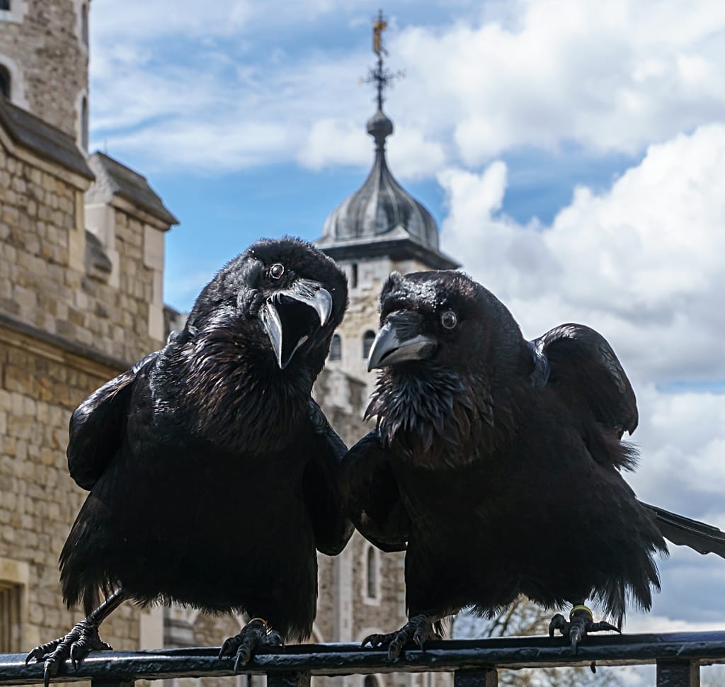 Attribution: © User:Colin / Wikimedia Commons / CC BY-SA 4.0. Jubilee was hatched in Somerset in 2012 and wears a gold band. He was given to the Queen on her Diamond Jubilee. Munin was hatched in North Uist in 1995 and wears a light green band. She is the oldest raven at the tower.