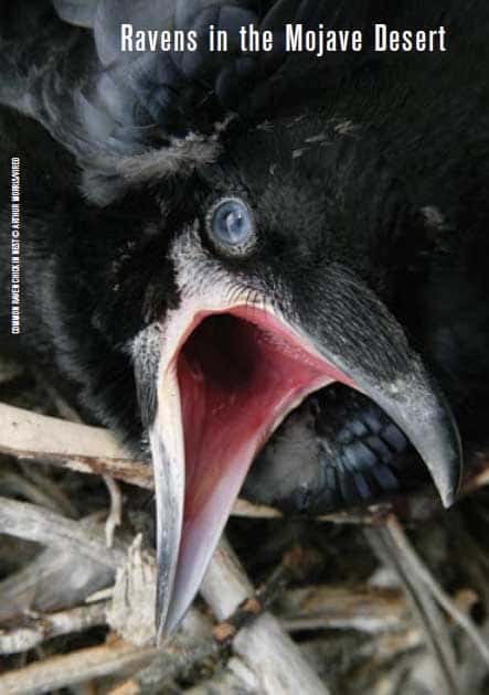 Ravens in the Mojave Desert