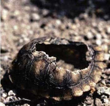 desert tortoise shell