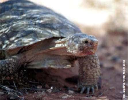 desert tortoise